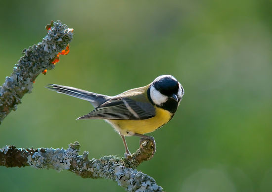 Cinciallegra - Parus Major